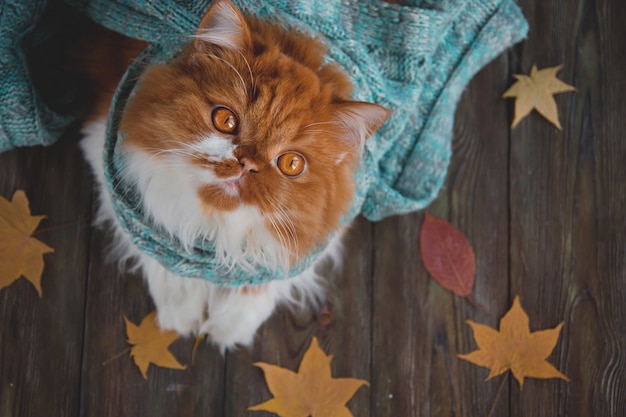 fluffy cat sits on a wooden table surrounded by dry autumn leaves.