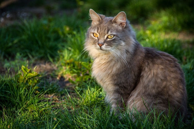 Fluffy cat sitting in the garden