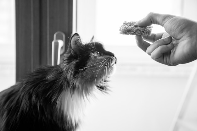 Fluffy cat stretches after food