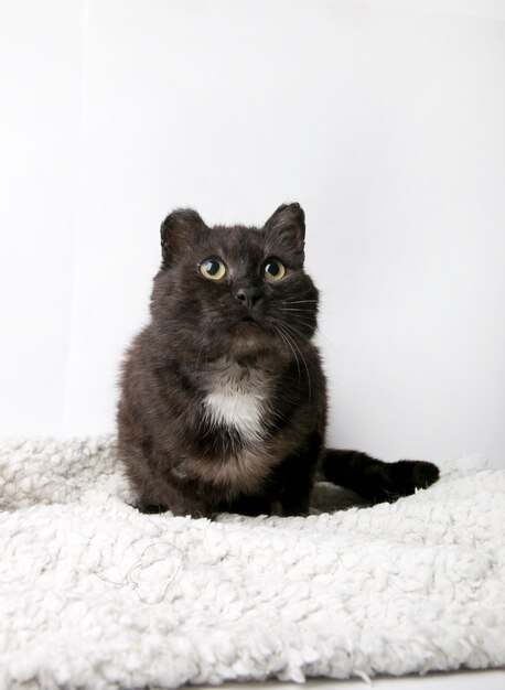 Fluffy cat on a white background