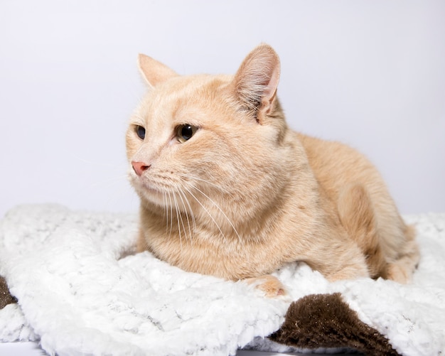 Fluffy cat on a white background