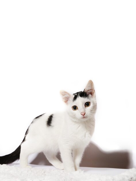 fluffy cat on a white background