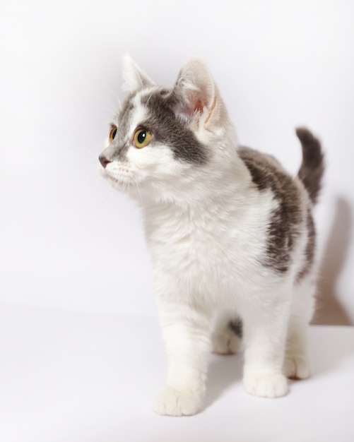 fluffy cat on a white background