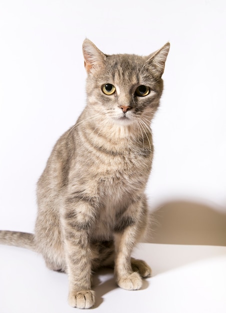 fluffy cat on a white background