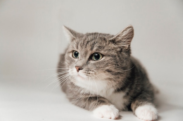 fluffy cat on a white background