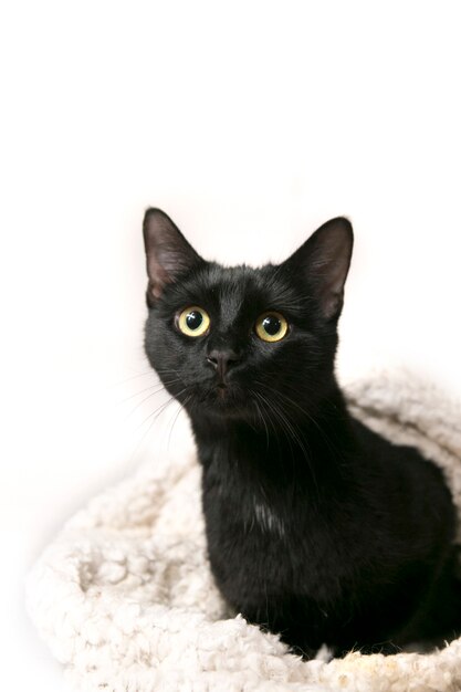 fluffy cat on a white background