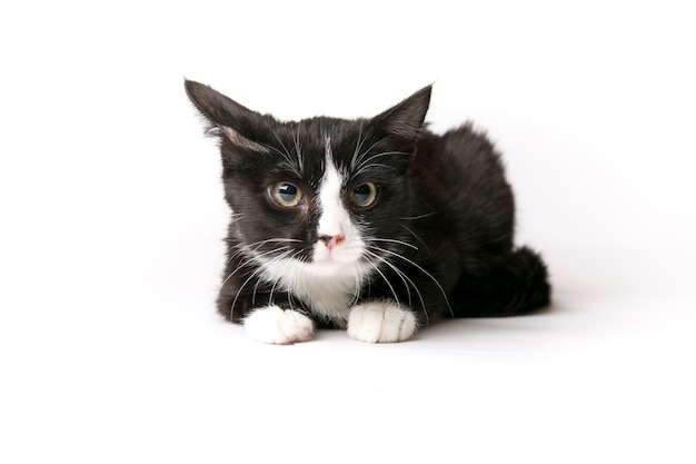 fluffy cat on a white background