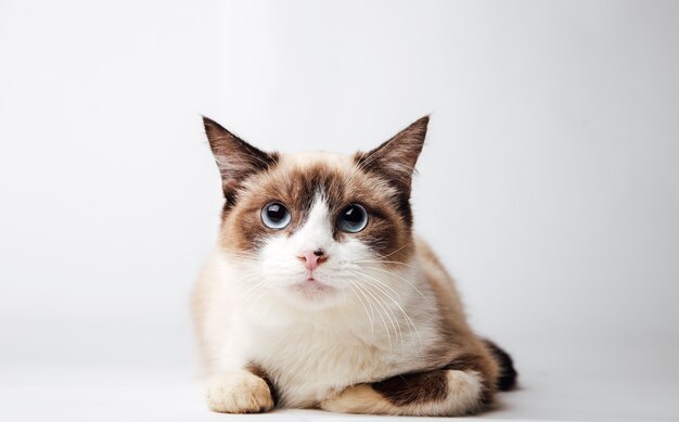 fluffy cat on a white background