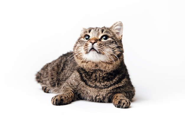 fluffy cat on a white background