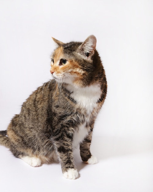 fluffy cat on a white background