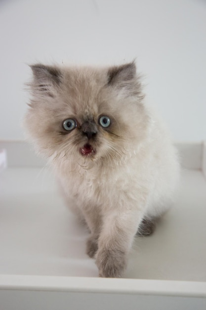 A fluffy cat with blue eyes is standing on a white shelf.