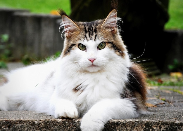 A fluffy cat with green eyes lies on the ground in the yard.