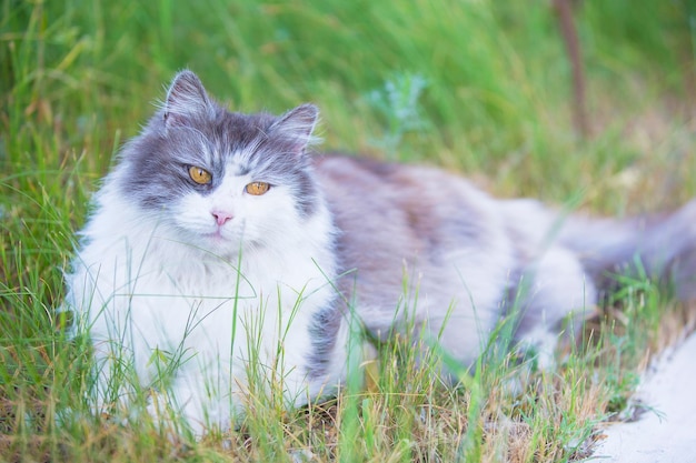 Fluffy cat with yellow eyes in the green grass