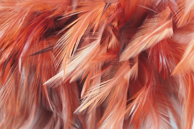 Photo fluffy of chicken feathers in soft and blur style, abstract art