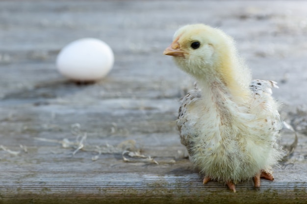 Fluffy chicken on wooden table and egg 