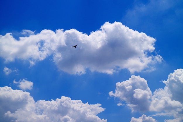 青い空を飛ぶ鳥に浮かぶふわふわ積雲