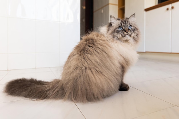 A fluffy cute cat sits on the kitchen floor