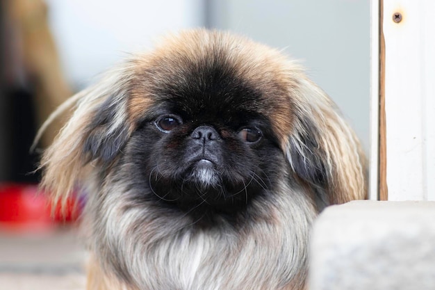 fluffy cute dog red Pekingese is very cute stock