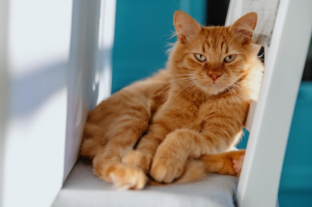 Fluffy cute ginger kitten sits on a chair