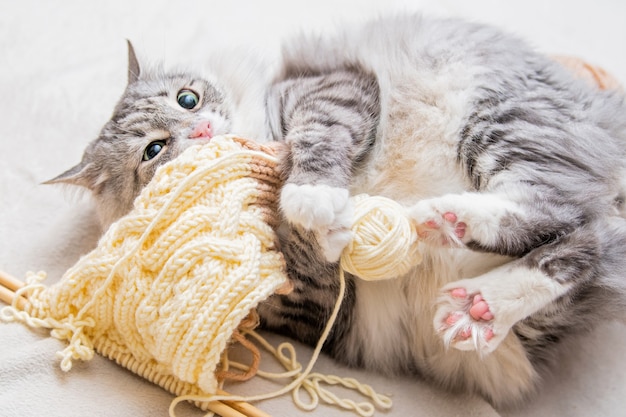 푹신한 귀여운 회색 고양이는 뒷발이 뒤엉킨 실에 누워 있는 실 긁힌 공을 가지고 즐겁게 놀고 있습니다