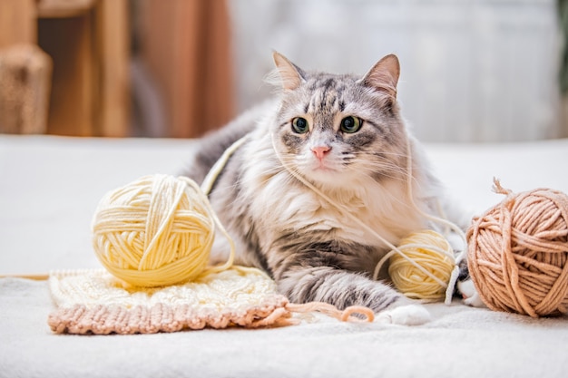 ふわふわのかわいい灰色の猫は、毛糸の絡み合った糸のボールで楽しく遊んで、かせの間に横たわっています