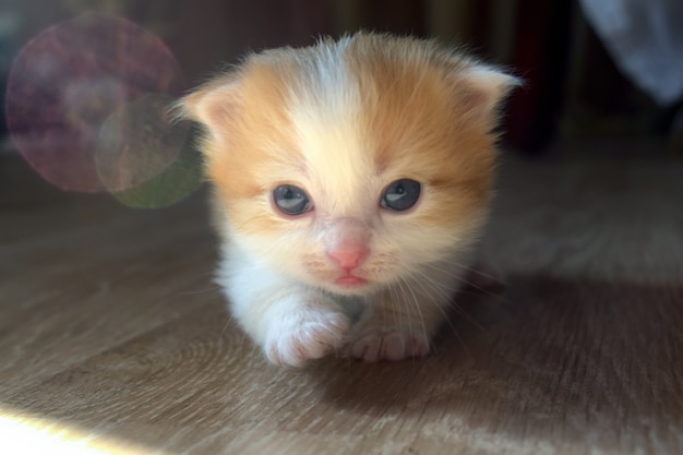 Fluffy cute kitten