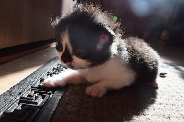 Fluffy cute kitten