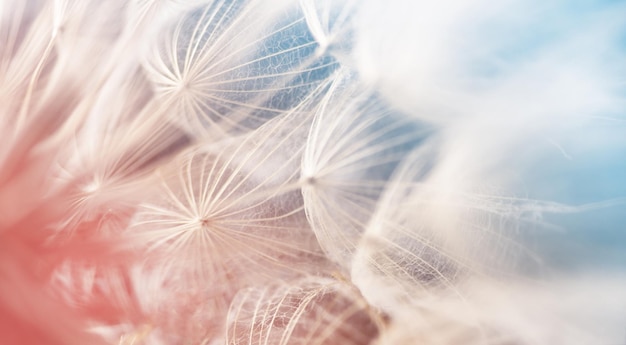 Fluffy dandelion closeup over pink and blue background. Macrophotography of dandelion seeds