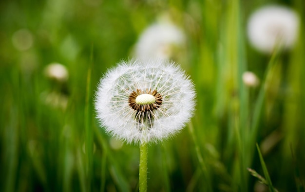 Fluffy dandelion in the grass