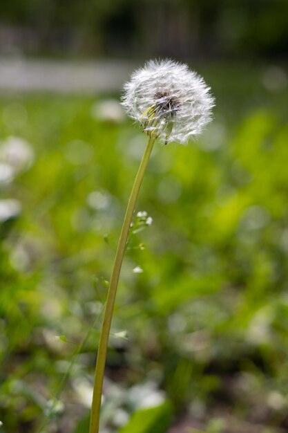 Fluffy dandelion on a green meadow