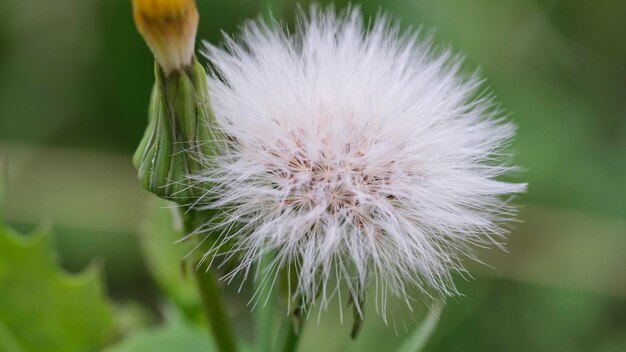 Foto macro di tarassaco soffice in natura