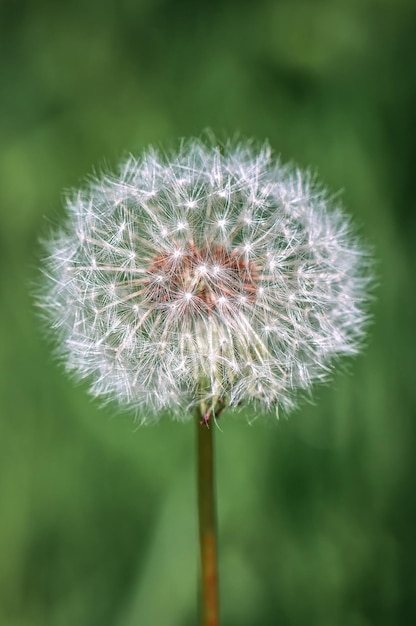 Fluffy dandelion plant on green background