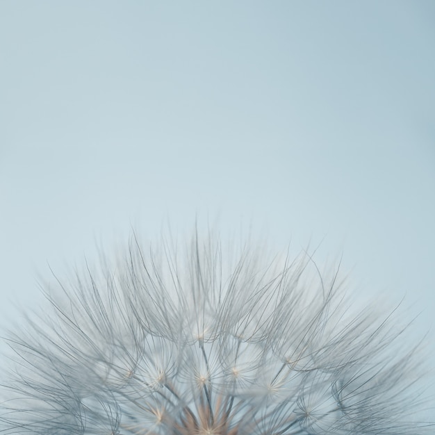 Photo fluffy dandelion in sunlight on light blue background with copy space beautiful flower close up