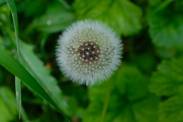 ふわふわタンポポ、上面図、クローズアップ。草の中の植物。高品質の写真