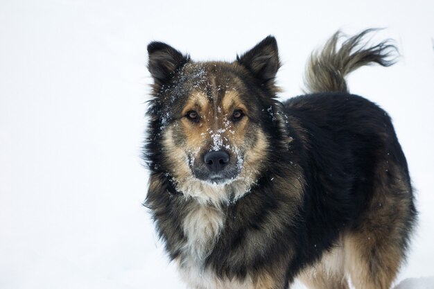 写真 雪の中でふわふわした犬