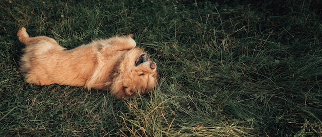 Fluffy dog lying on the green grass