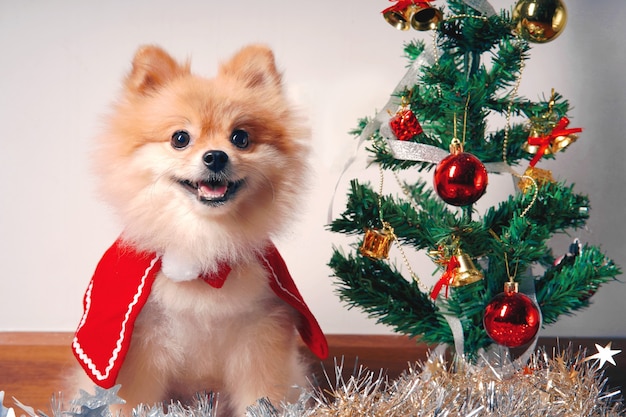 Soffice cane pomerania con scialle rosso vicino all'albero di natale, decorazioni di capodanno.