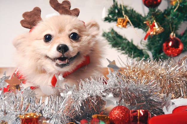 fluffy dog Pomeranian with a rim of a deer horn cap near the Christmas tree and box of gift