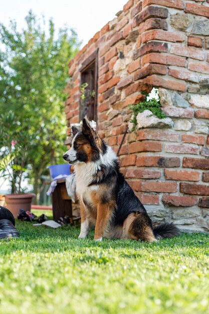 A fluffy domestic dog outside in the garden its a playful adorable furry animal on the green grass