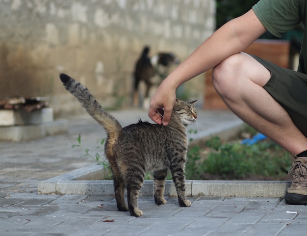 fluffy domestic tabby cat walks outside on a warm sunny summer day