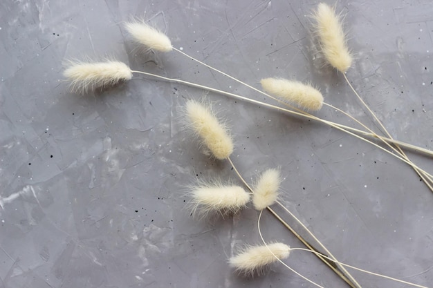 Fluffy dried flowers of lagurus on the concrete background