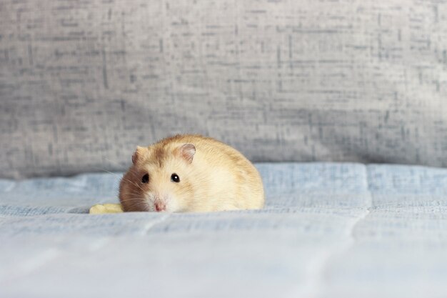 Fluffy dwarf hamster close-up on blue 