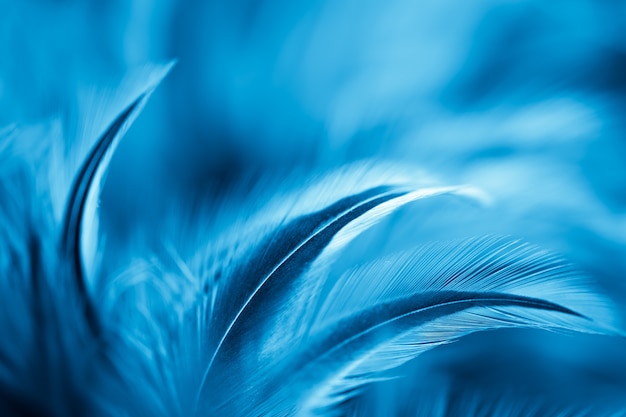 fluffy feathers on blue background soft focus