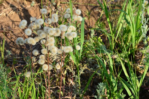 日没のコピースペースに緑の草と地面にふわふわの花