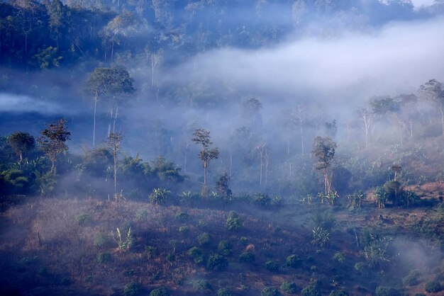 Пушистый туман над лесом в горах