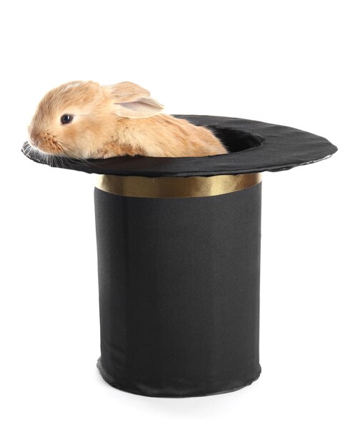 Fluffy foxy rabbit in black cylinder isolated on white