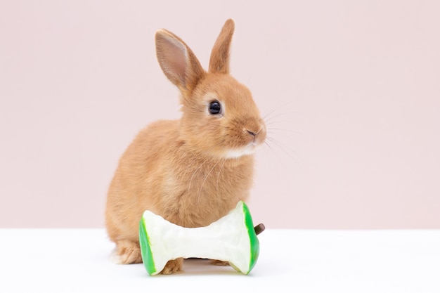 Fluffy foxy rabbit with apple isolated on white and pink