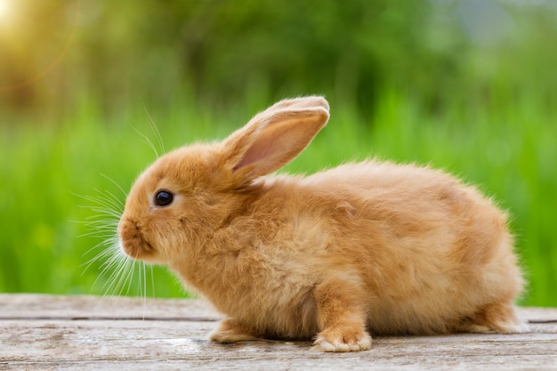 Fluffy funny ginger rabbit on a background of green nature,