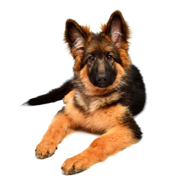 Fluffy German Shepherd dog isolated on white background. Puppy is beautiful, funny and attentive. Portrait, close-up. Sits and looks closely. Good, plush