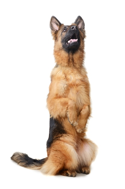 Fluffy German Shepherd Dog standing